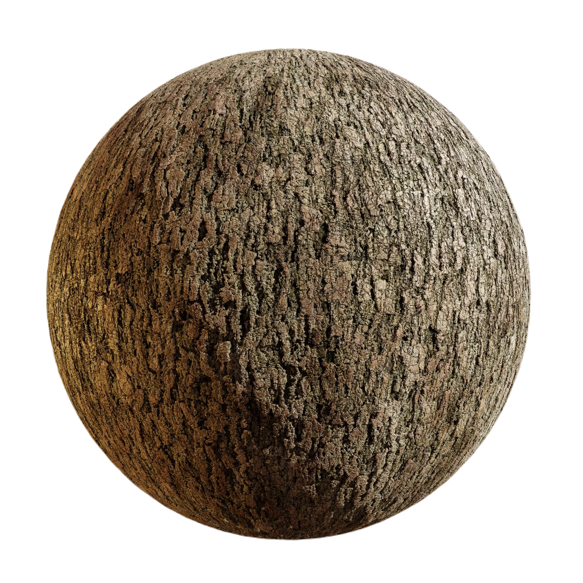 白松树皮5 CGAxis chinese white pine bark