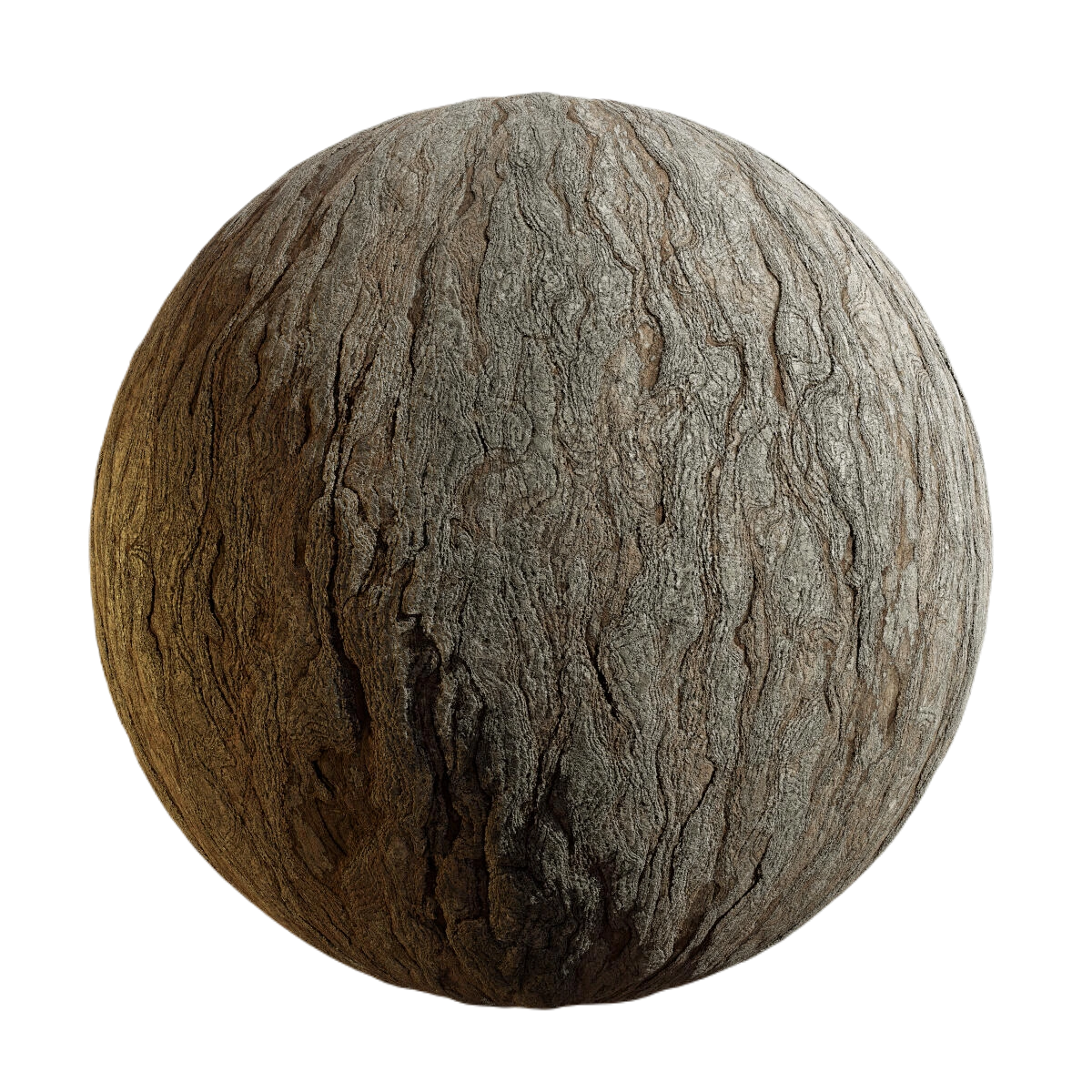 银杏树皮4 CGAxis ginkgo tree bark