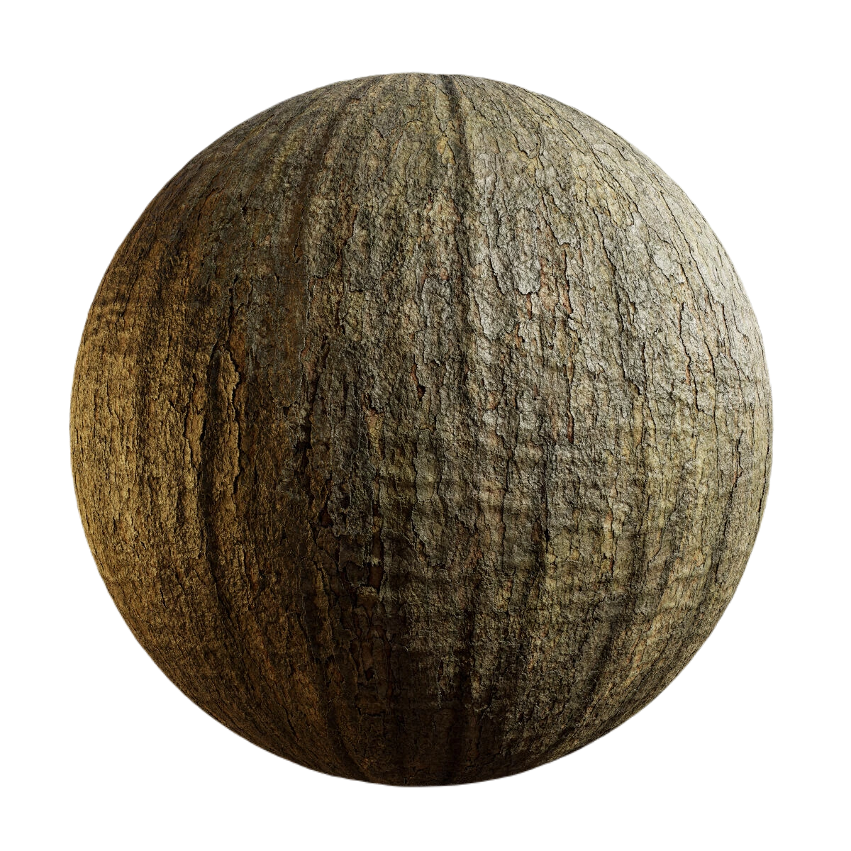 菠萝蜜树皮2 CGAxis jackfruit tree bark