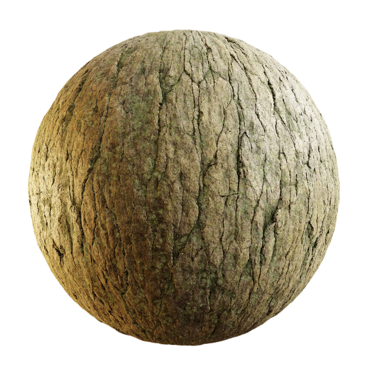 日本桤木树皮1 CGAxis japanese alder bark
