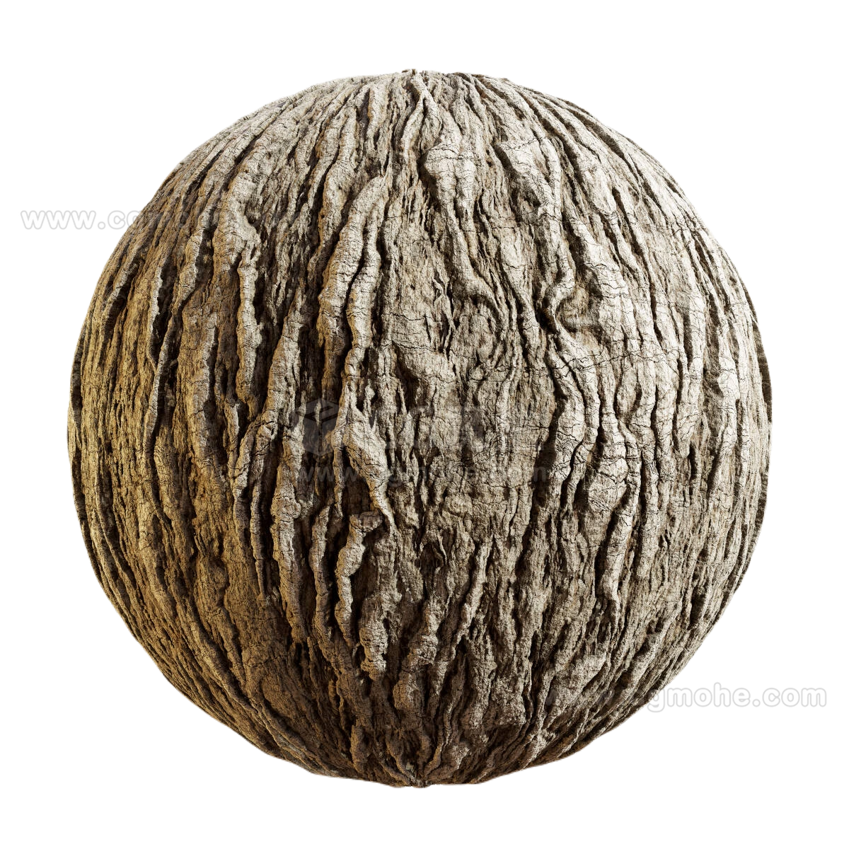 日本扇尾柳树皮3 CGAxis japanese fantail willow bark