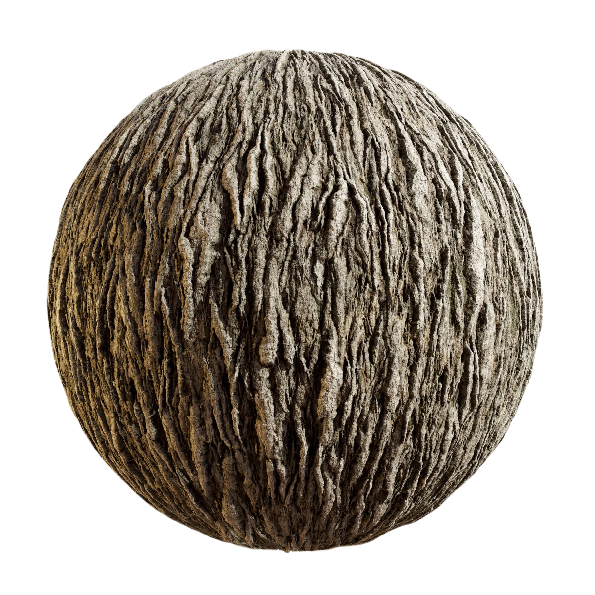 日本扇尾柳树皮4 CGAxis japanese fantail willow bark